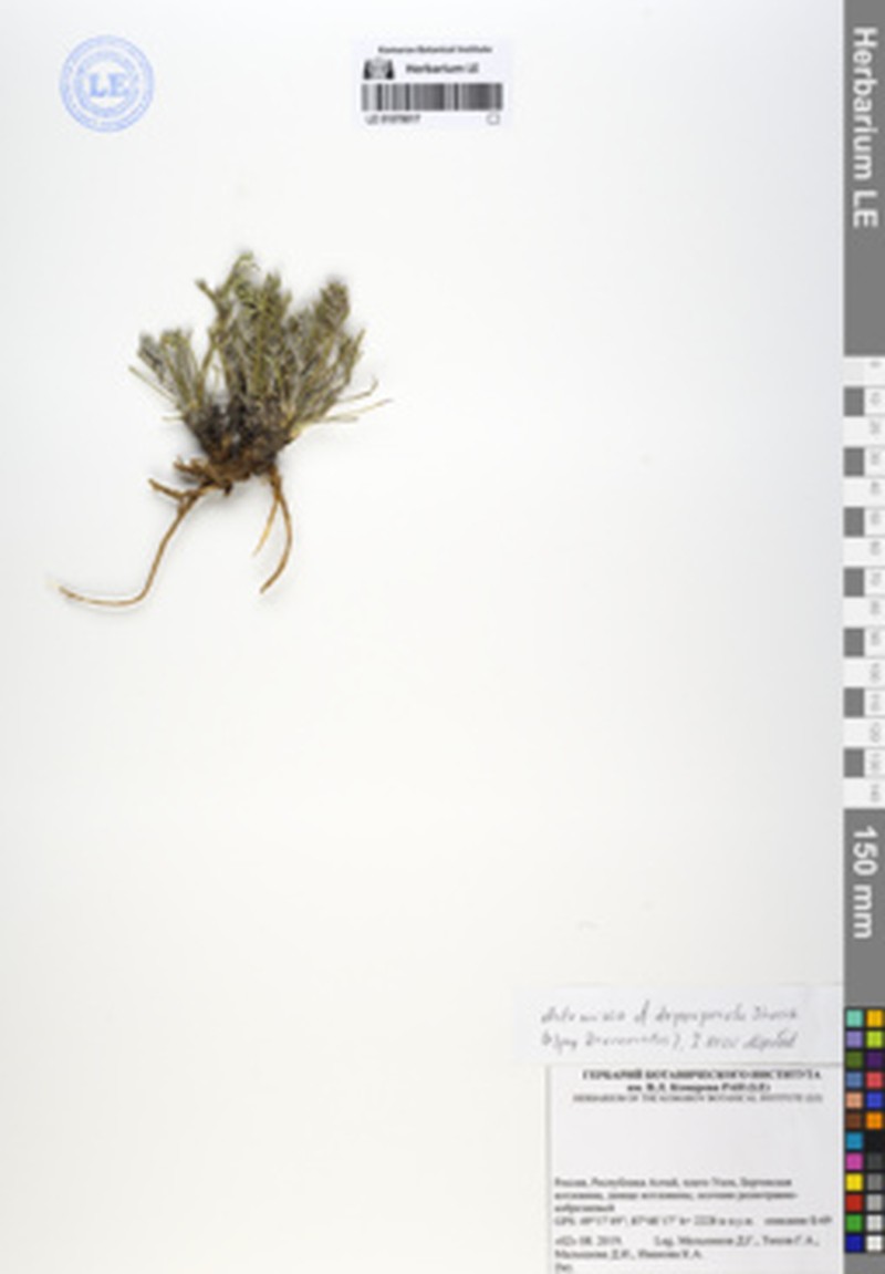 Artemisia pycnorrhiza photo 2