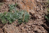 Artemisia pycnorrhiza