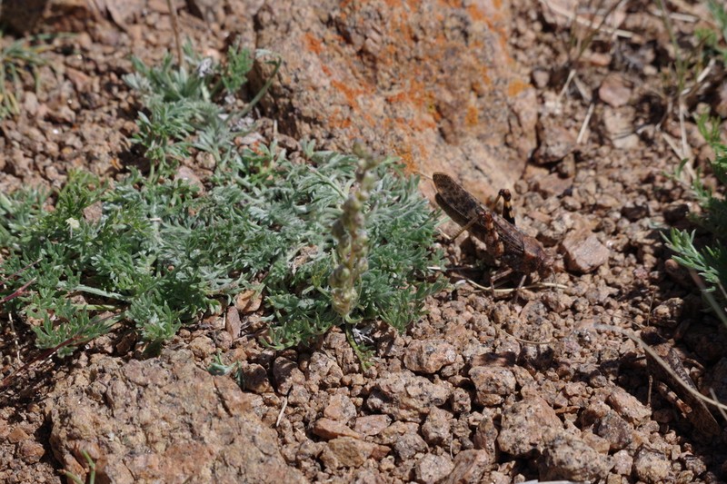 Artemisia pycnorrhiza