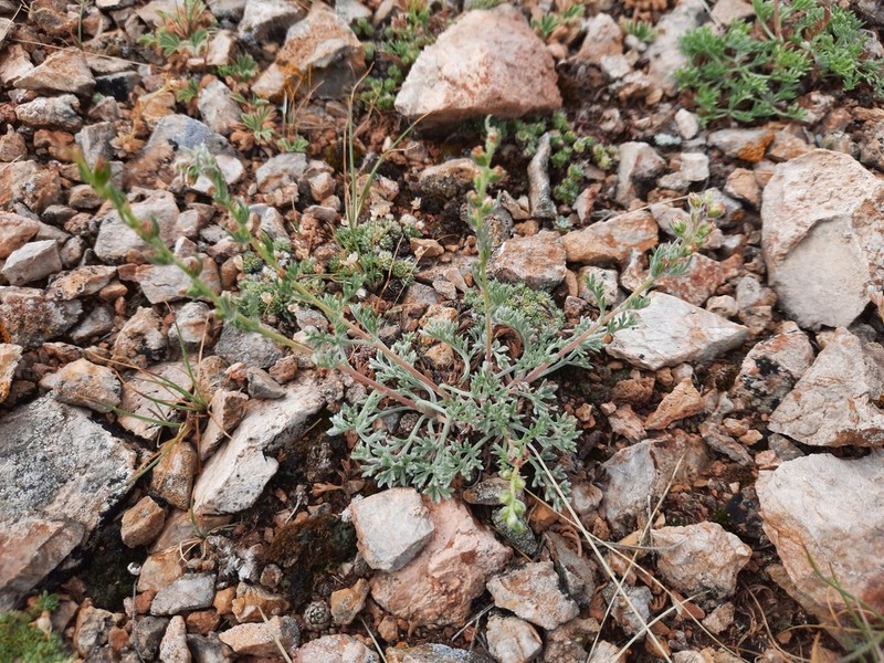 Artemisia pycnorrhiza photo 3