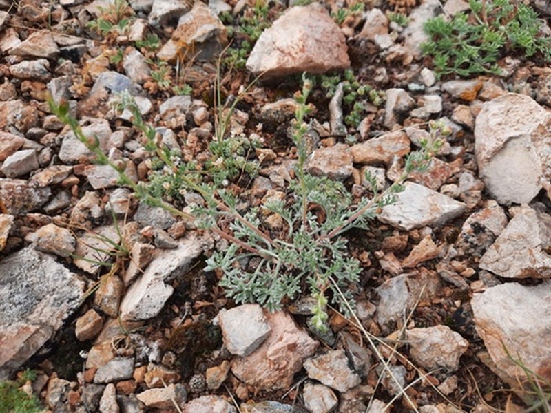 Artemisia pycnorrhiza photo 5