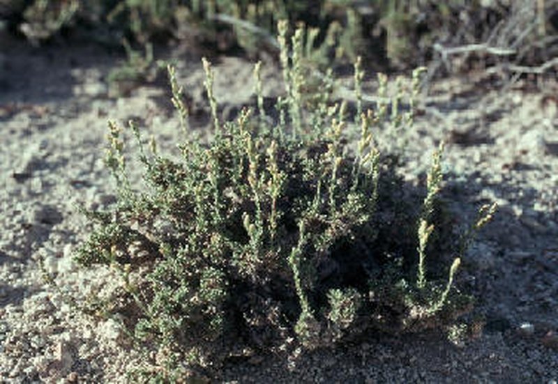 Pygmy Sagebrush