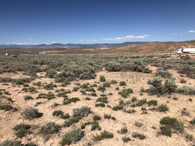 Pygmy Sagebrush photo 2