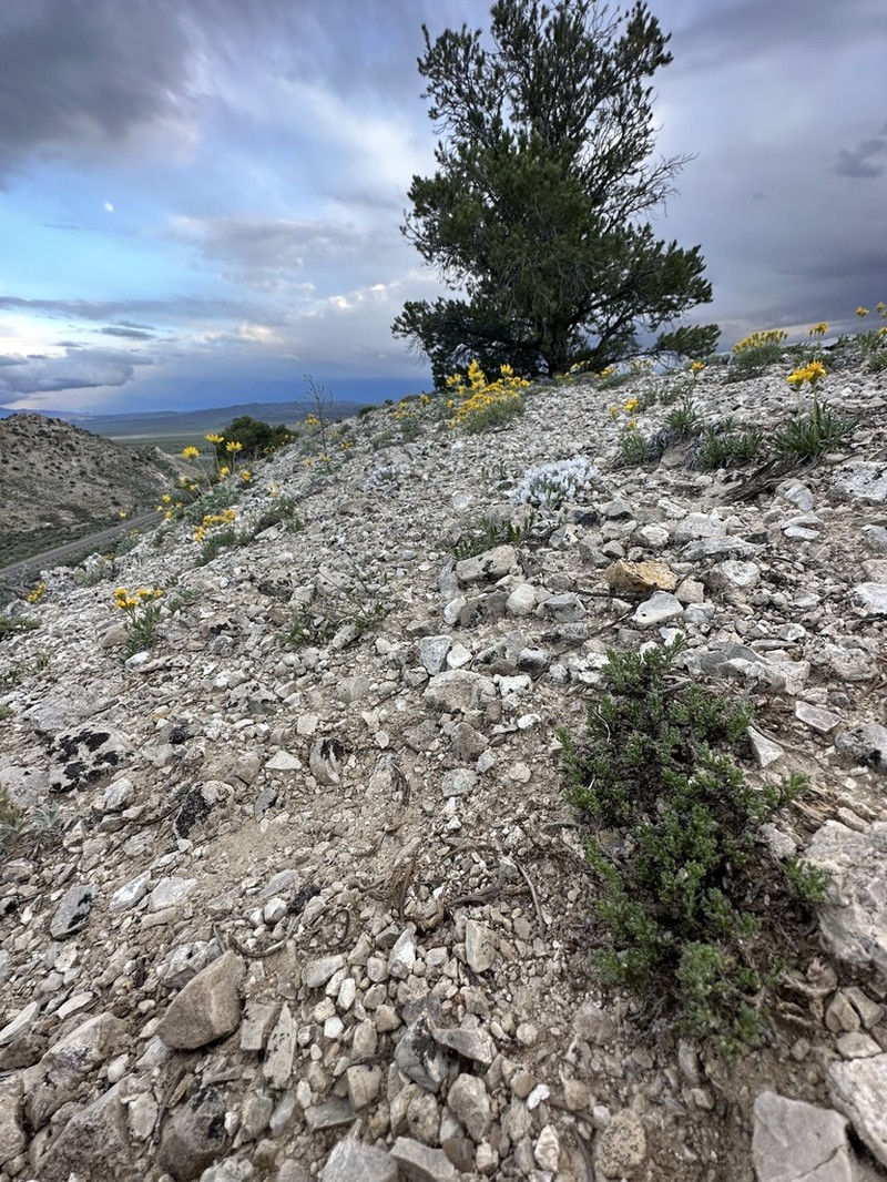 Pygmy Sagebrush photo 3