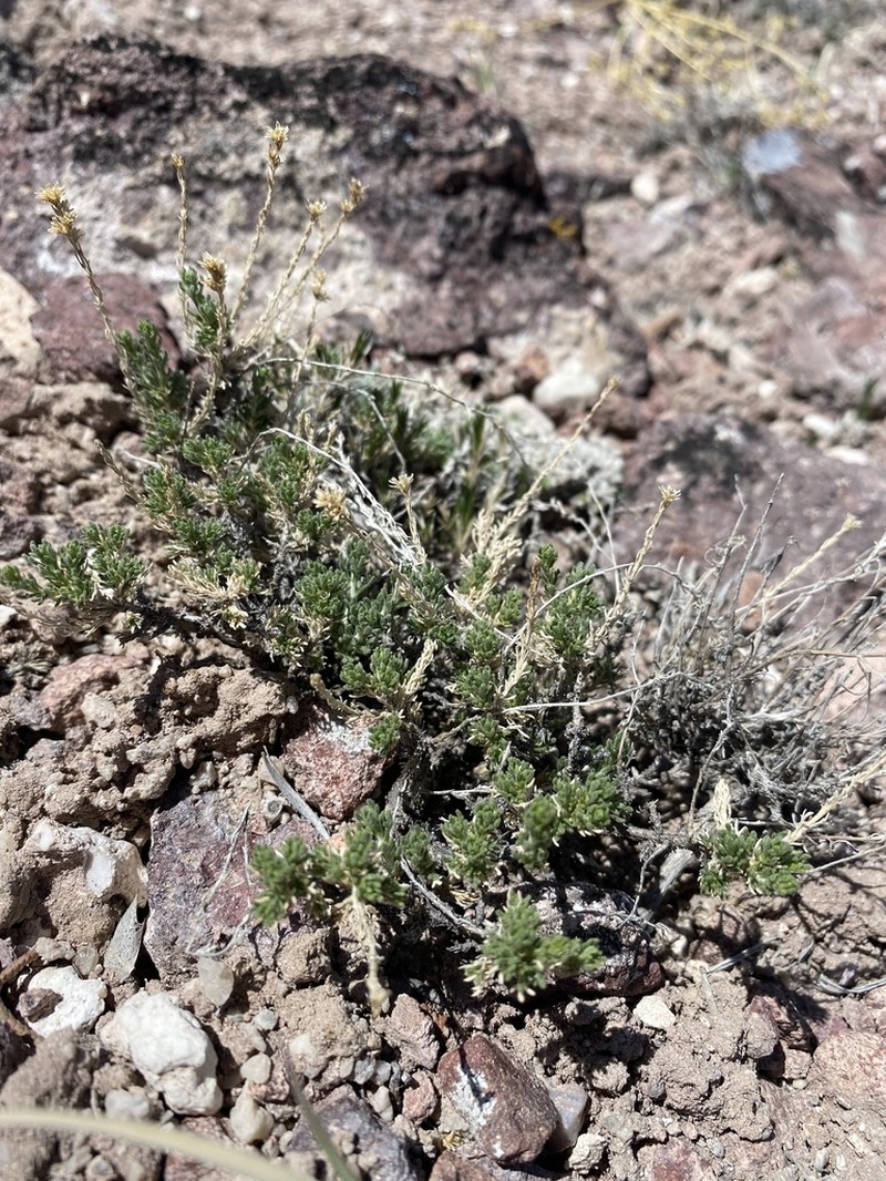 Pygmy Sagebrush photo 4