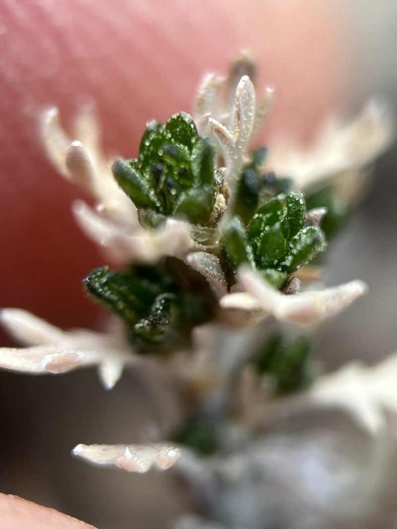 Pygmy Sagebrush photo 5