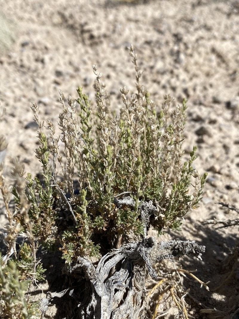Pygmy Sagebrush photo 6