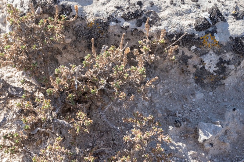 Pygmy Sagebrush photo 7
