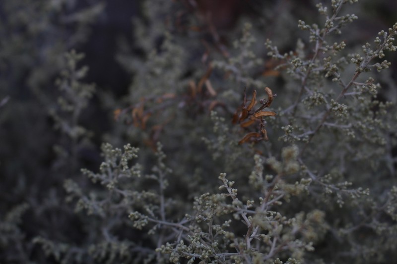Artemisia ramosa