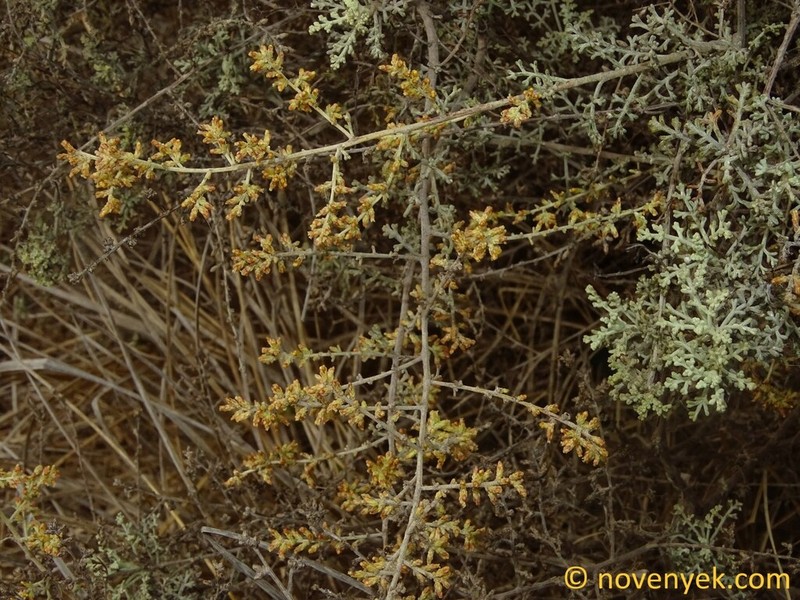 Artemisia ramosa photo 2