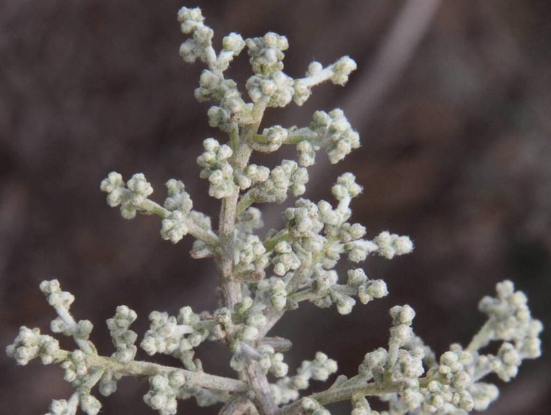 Artemisia ramosa photo 3