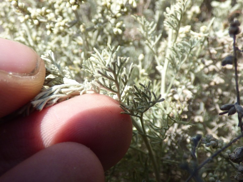 Artemisia ramosa photo 4