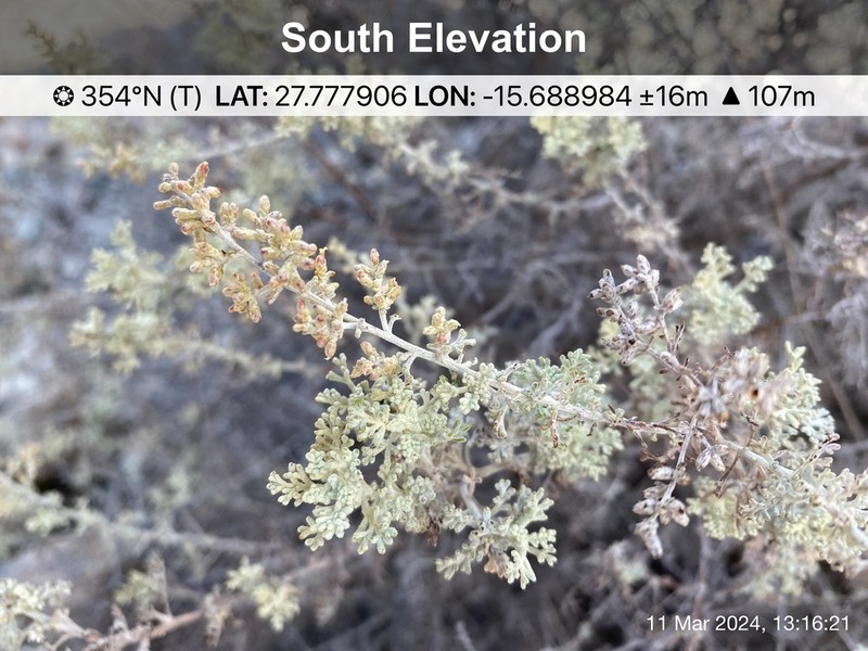 Artemisia ramosa photo 5