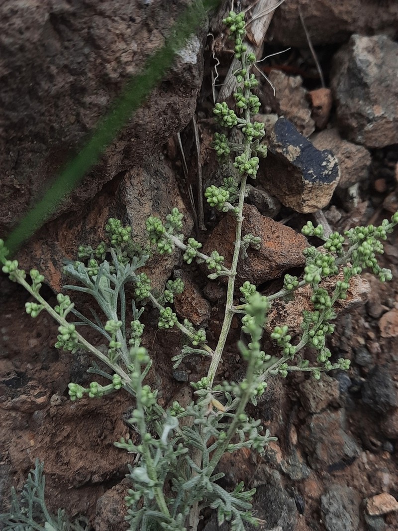 Artemisia ramosa photo 6