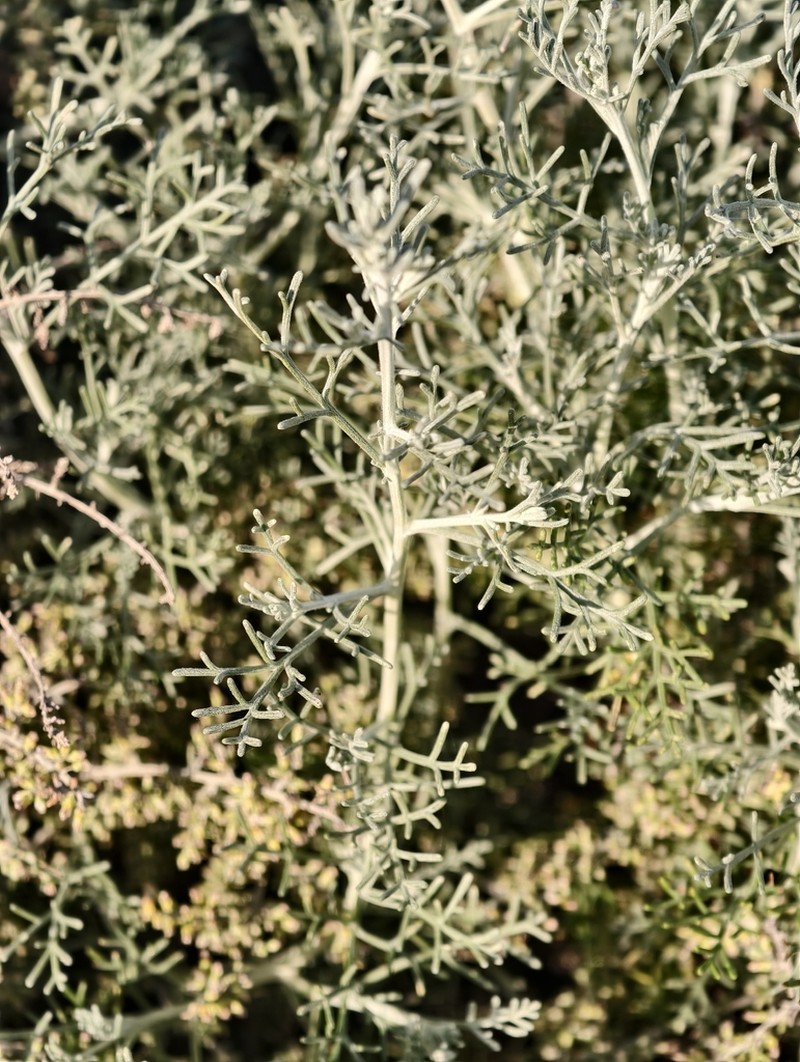 Artemisia ramosa photo 7