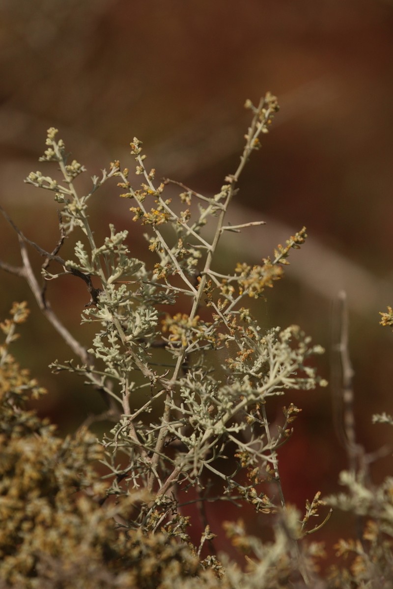 Artemisia ramosa photo 8