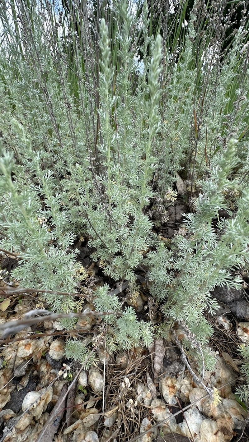Artemisia repens
