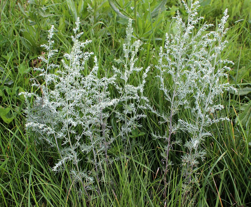 Artemisia repens photo 7