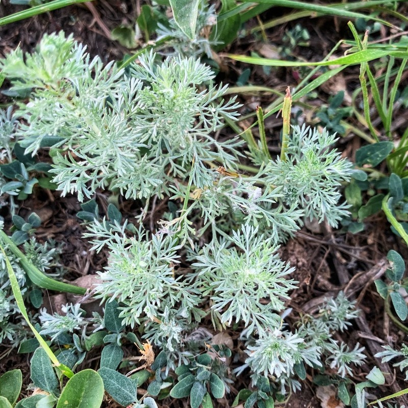 Artemisia repens photo 8