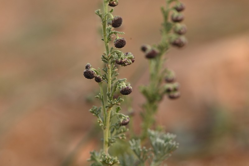 Artemisia reptans