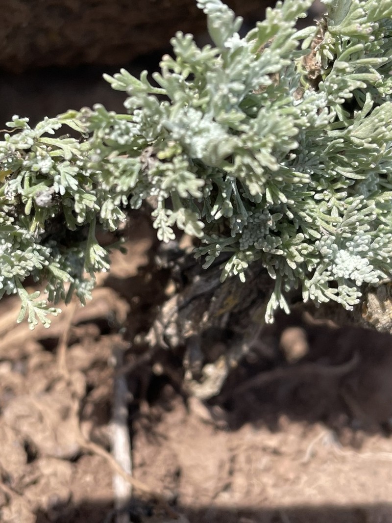 Artemisia reptans photo 2