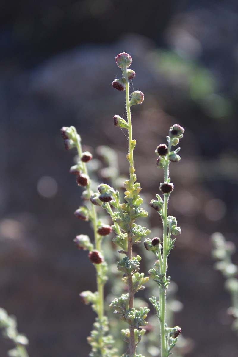 Artemisia reptans photo 3