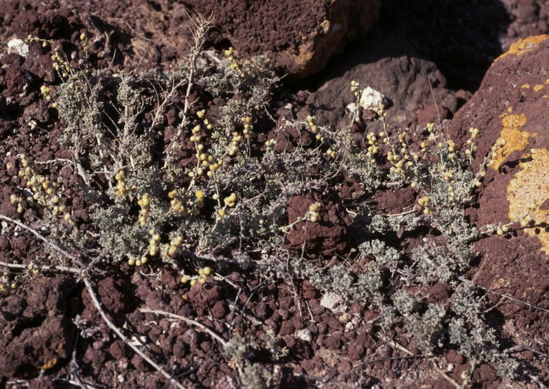 Artemisia reptans photo 4