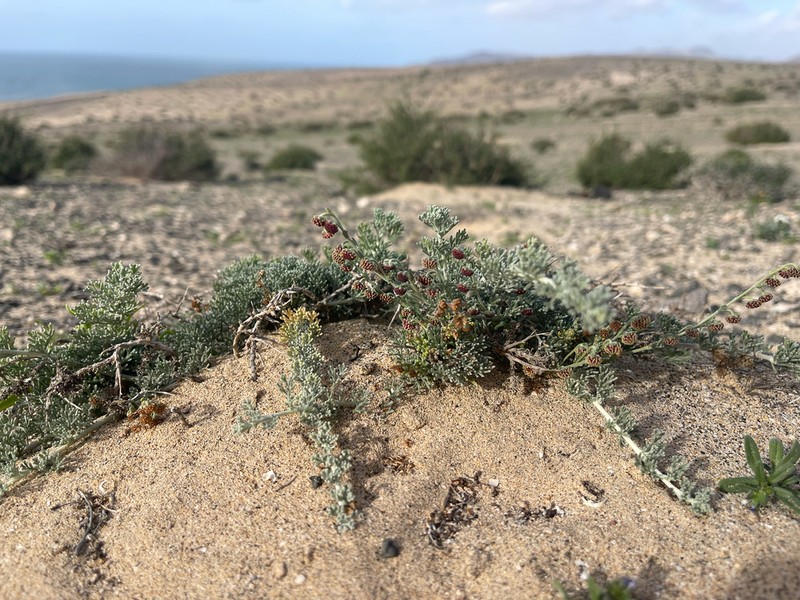Artemisia reptans photo 5