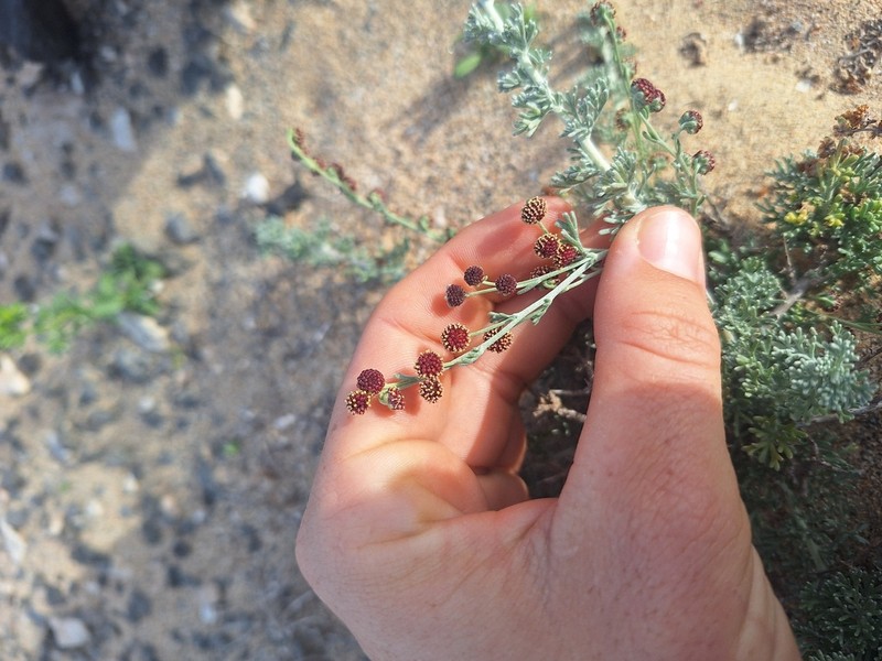 Artemisia reptans photo 6