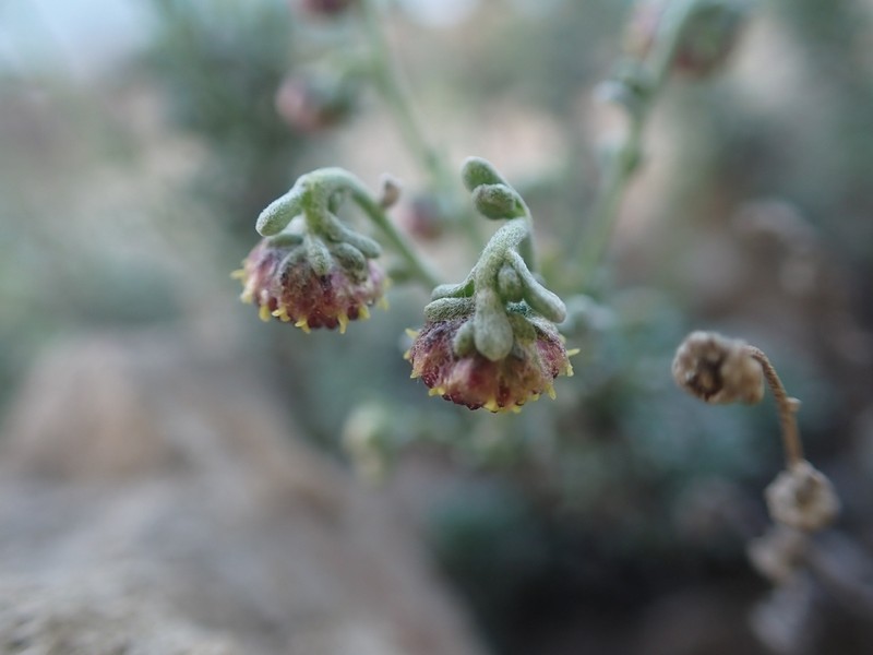 Artemisia reptans photo 7