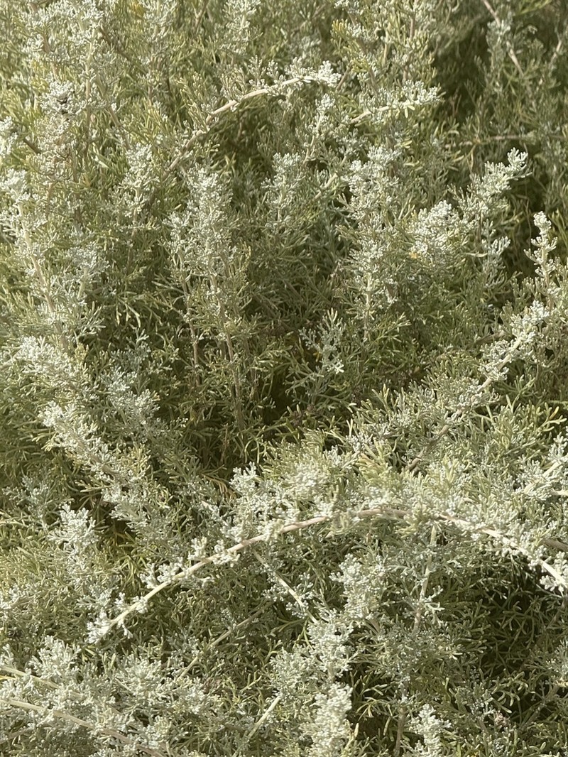 Artemisia reptans photo 8