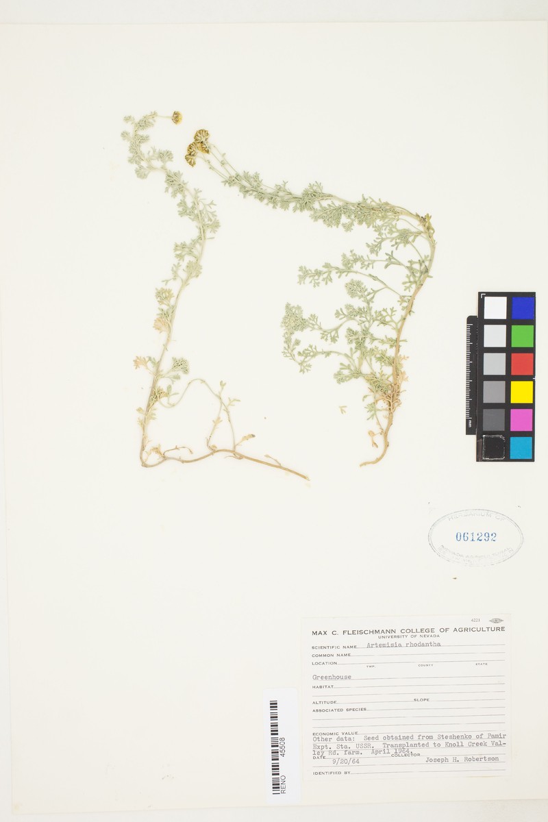 Artemisia rhodantha