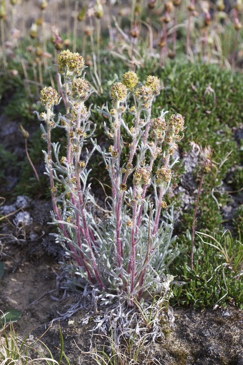 Artemisia richardsoniana