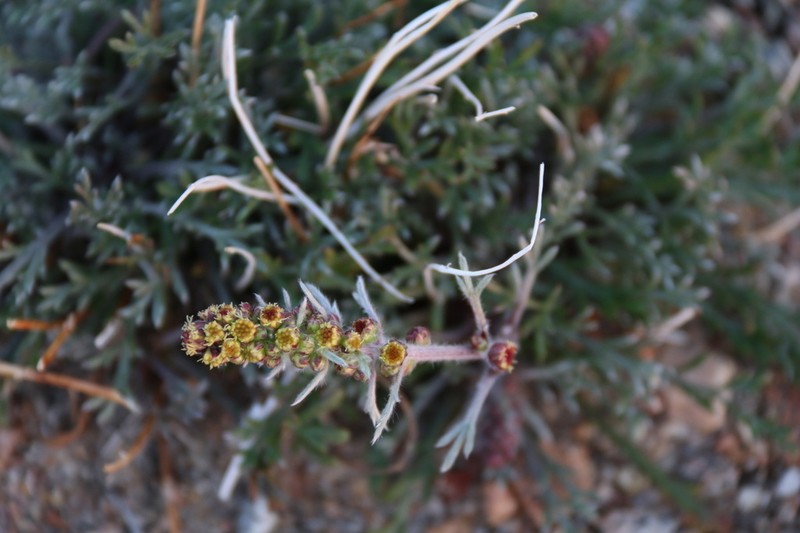 Artemisia richardsoniana photo 2