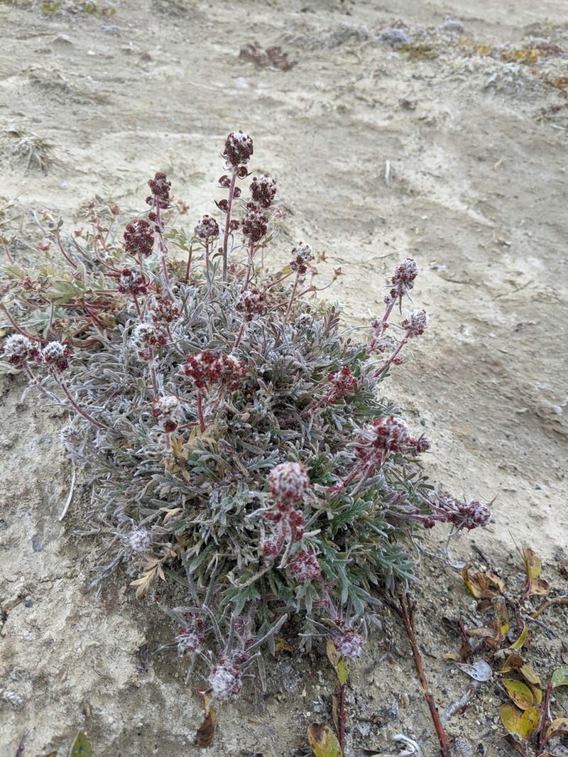 Artemisia richardsoniana photo 3