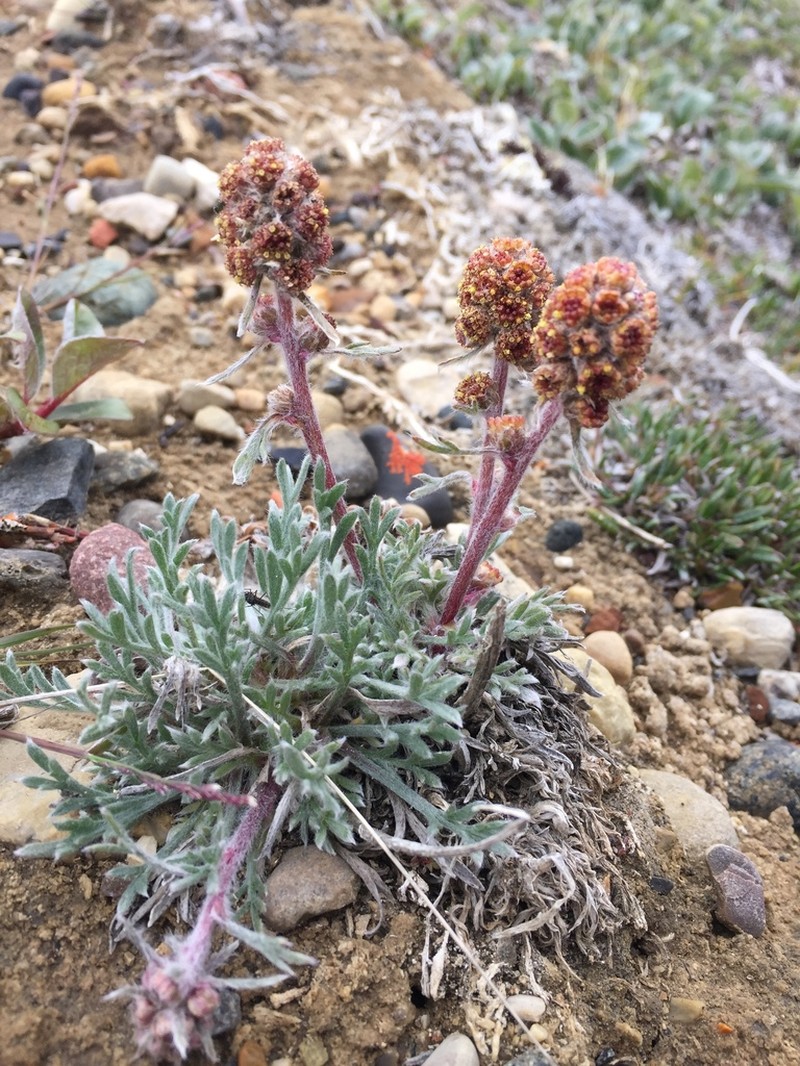 Artemisia richardsoniana photo 4