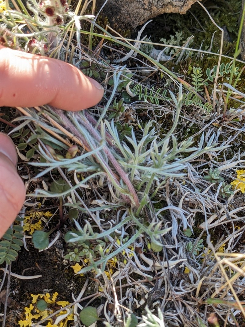 Artemisia richardsoniana photo 5