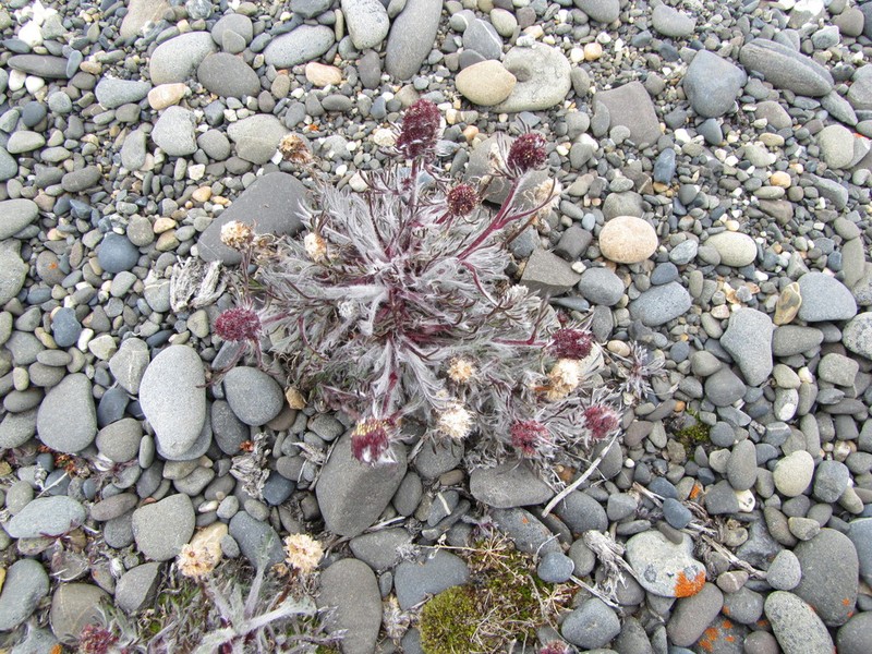 Artemisia richardsoniana photo 6