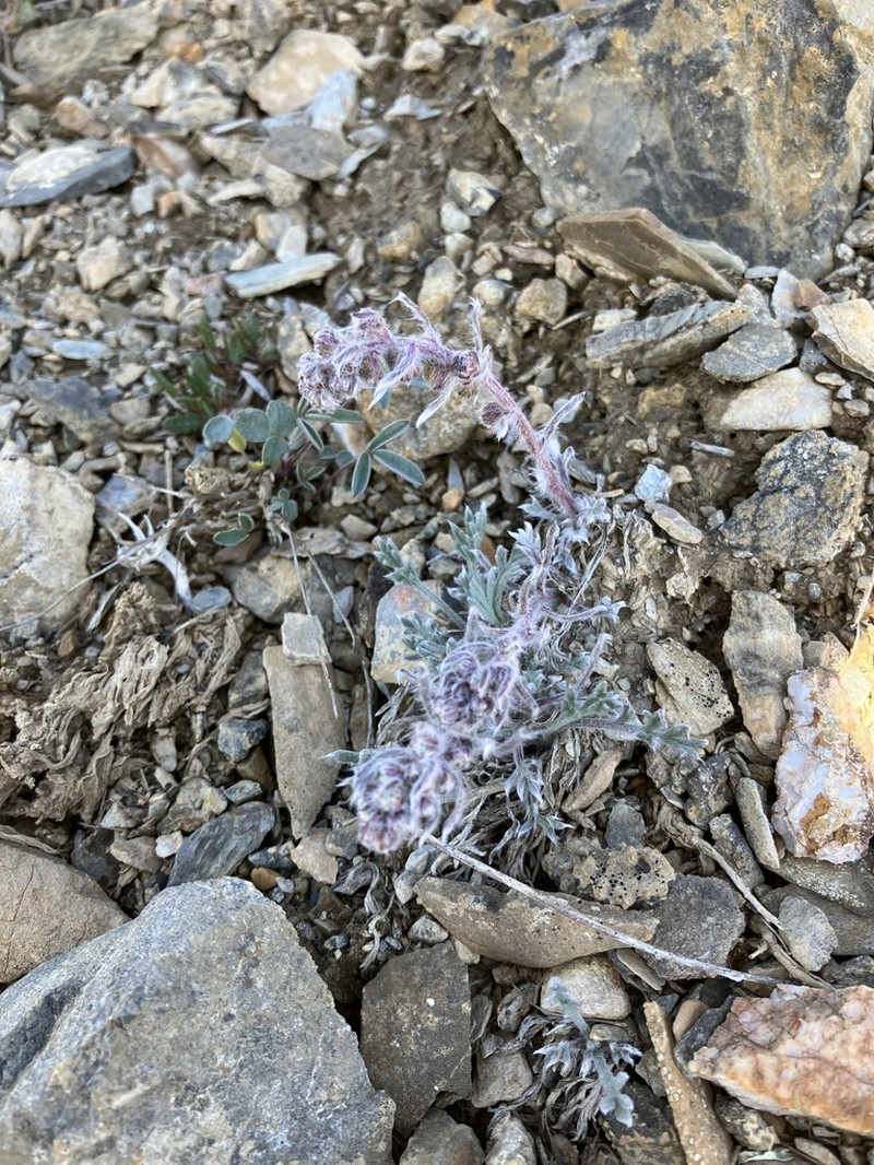 Artemisia richardsoniana photo 7