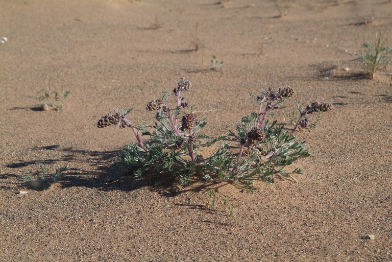 Artemisia richardsoniana photo 8