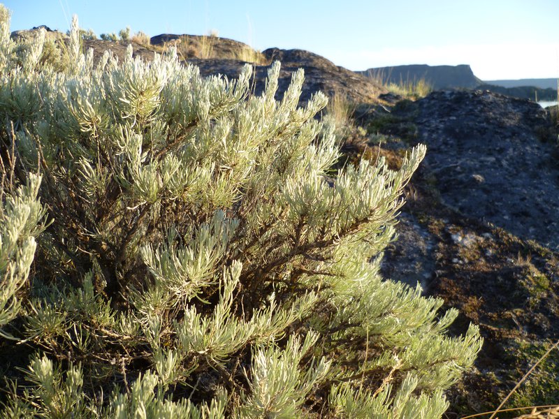 Scabland Sagebrush