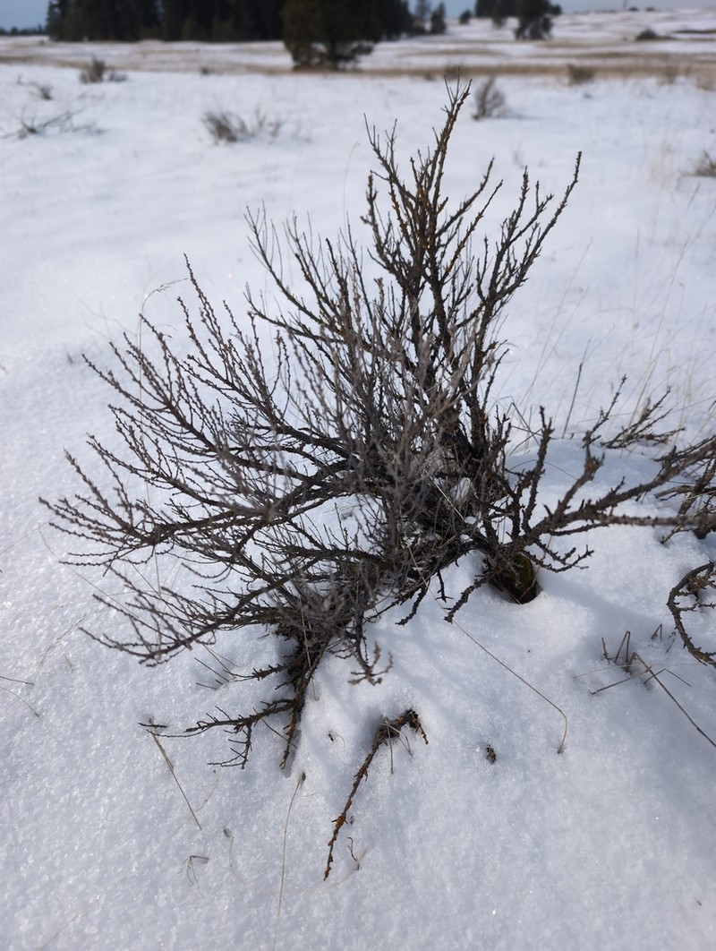 Scabland Sagebrush photo 2