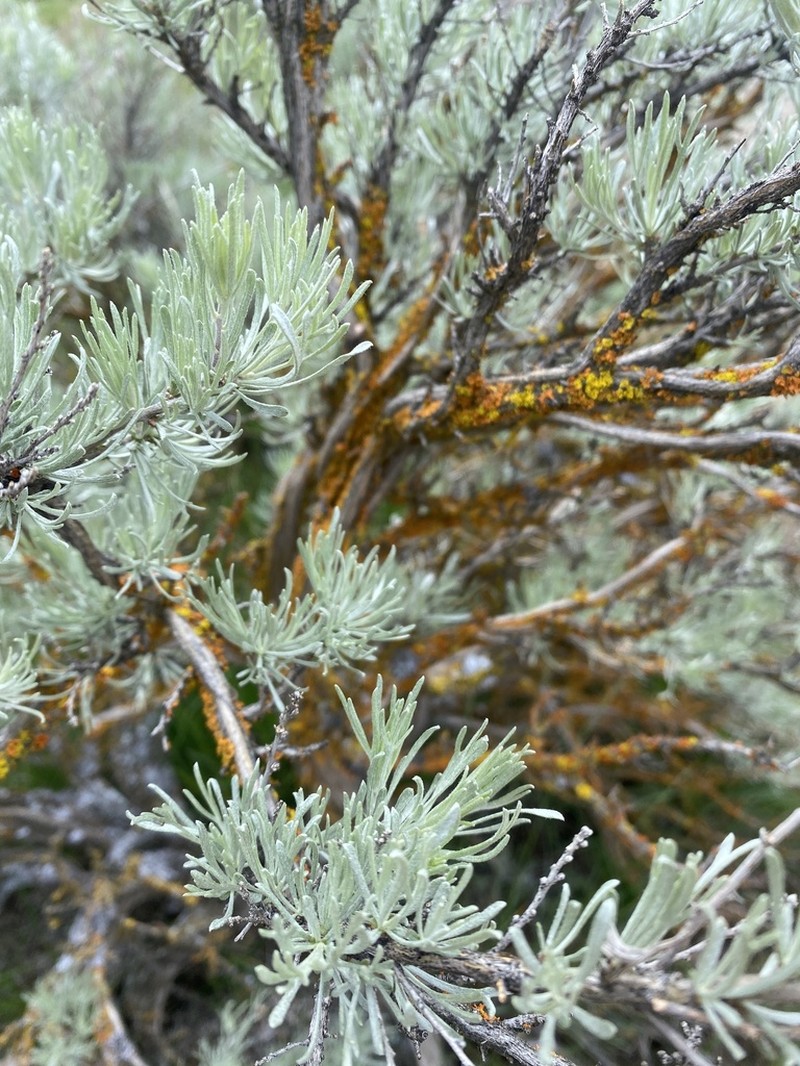 Scabland Sagebrush photo 3