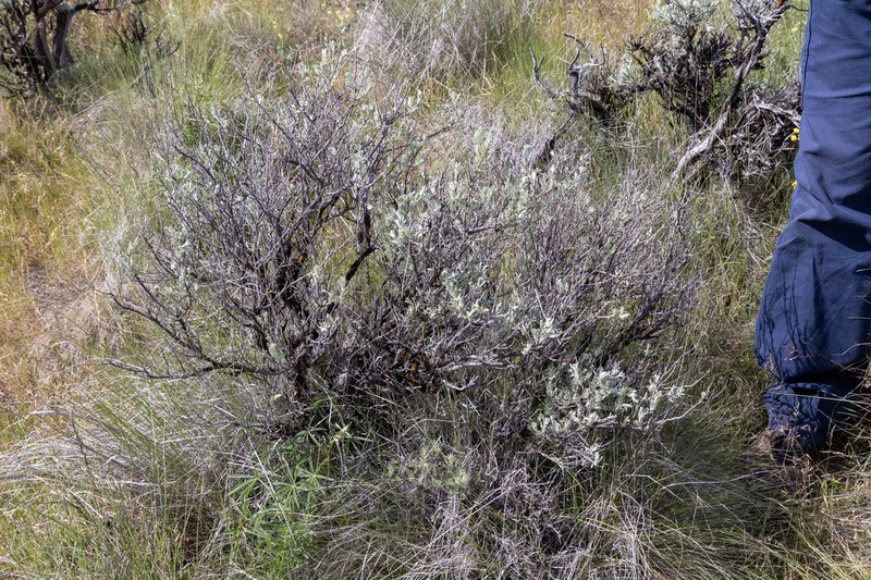Scabland Sagebrush photo 4