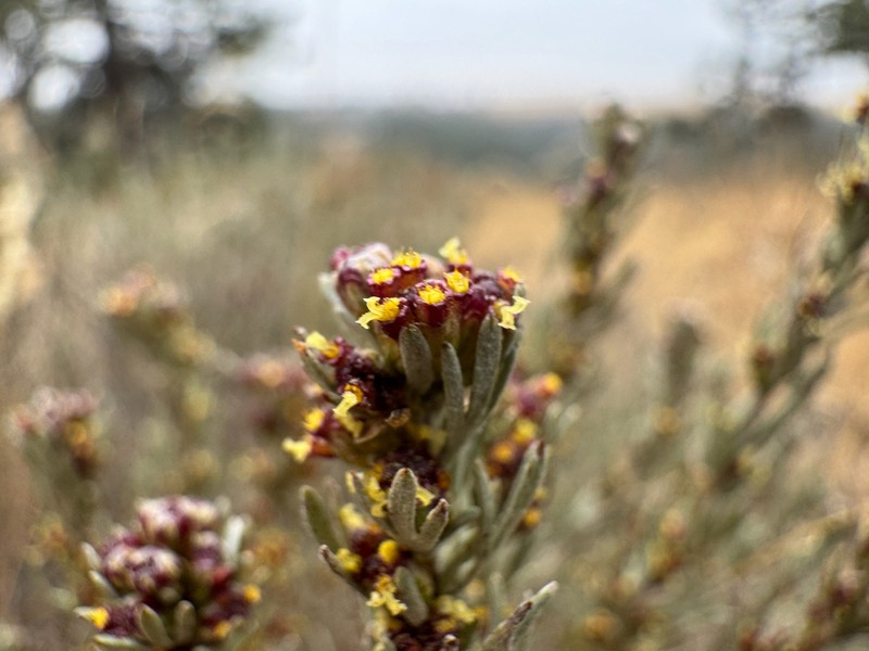 Scabland Sagebrush photo 5