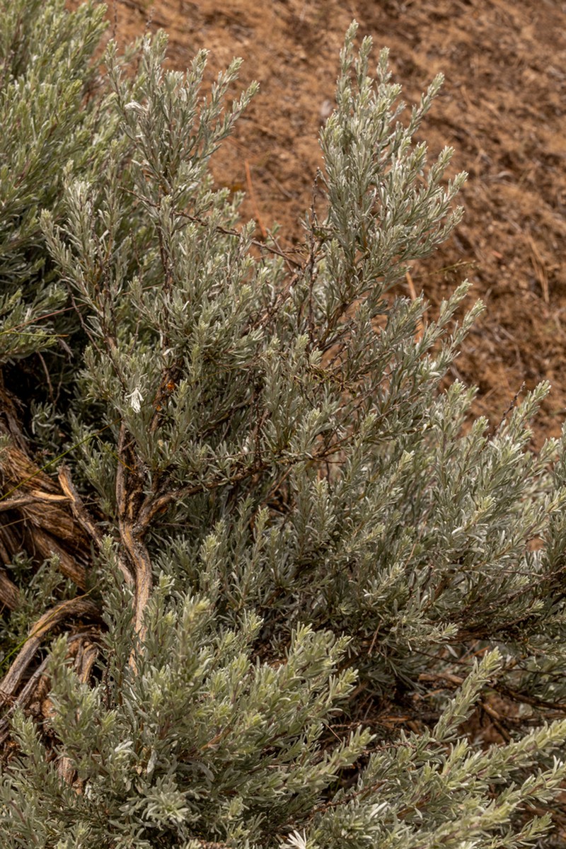 Scabland Sagebrush photo 6