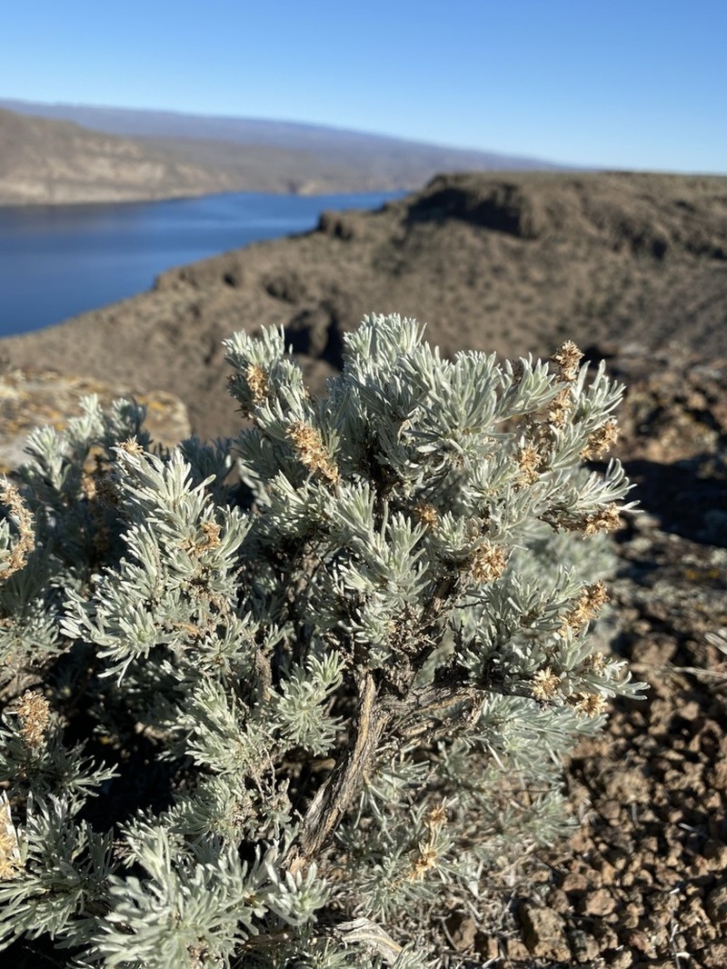 Scabland Sagebrush photo 7