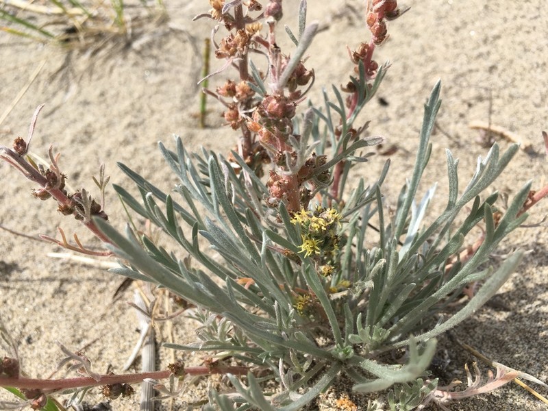 Artemisia ripicola photo 2