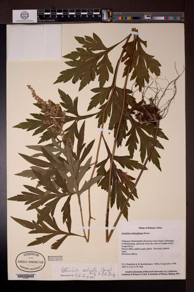 Artemisia robusta photo 4