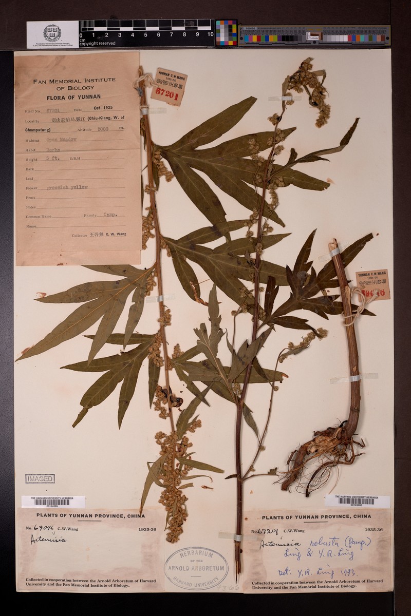 Artemisia robusta photo 5